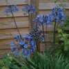 Agapanthus africanus