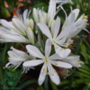 Agapanthus africanus 'Albus'