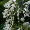 Agapanthus africanus 'Albus'