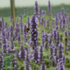 Agastache 'Black Adder'