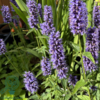 Agastache 'Black Adder'