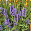 Agastache 'Black Adder'