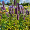 Agastache 'Black Adder'