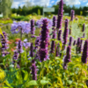 Agastache 'Black Adder'