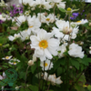 Anemone hybrida 'Whirlwind', Anemone