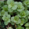 Mentha spicata (Grøn Mynte), Mynte