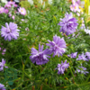 Aster dumosus. 'Lady in Blue', Pudeasters