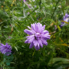 Aster dumosus. 'Lady in Blue', Pudeasters