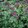 Astrantia major 'Claret'