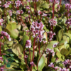 Bergenia 'Silberlicht'