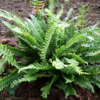 Blechnum spicant, Almindelig kambregne