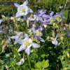 Aquilegia caerulea 'Blue Star', Akeleje