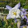 Aquilegia caerulea 'Blue Star', Akeleje