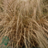 Carex buchananii, Star