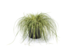 Carex oshimensis 'Evergold', Star