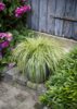 Carex oshimensis 'Evergold', Star