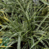 Carex 'Silver Sceptre', Star