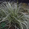 Carex 'Silver Sceptre', Star