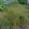 Carex testacea 'Prairie Fire', Star