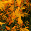 Crocosmia 'George Davidson', Montbretia
