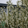 Cytisus praecox 'Albus', Vårgyvel