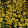 Cytisus praecox 'Allgold', Vårgyvel