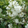 Deutzia gracilis, Lille stjernetop