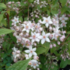 Deutzia hybrida 'Mont Rose', Stjernetop