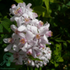 Deutzia hybrida 'Mont Rose', Stjernetop