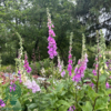Digitalis purpurea, Fingerbøl