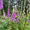 Digitalis purpurea, Fingerbøl