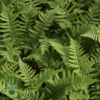 Dryopteris affinis, Guldskælbregne