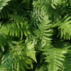 Dryopteris affinis, Guldskælbregne