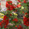 Chaenomeles sup. 'Crimson and Gold', Japansk kvæde