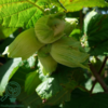 Corylus maxima 'Lambert's Filbert', Storfrugtet hassel