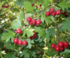 Crataegus monogyna, Engriflet hvidtjørn