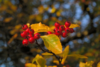 Crataegus nitida 'Indi', Paraplytjørn