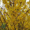 Forsythia intermedia 'Lynwood', Vårguld