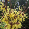Hamamelis intermedia 'Pallida', Troldnød