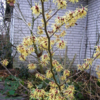 Hamamelis intermedia 'Pallida', Troldnød
