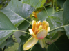 Liriodendron tulipifera, Tulipantræ