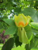 Liriodendron tulipifera, Tulipantræ