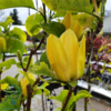 Magnolia x brooklynensis 'Yellow Bird', Magnolia