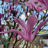 Magnolia lilliflora 'Susan', Magnolia