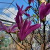 Magnolia lilliflora 'Susan', Magnolia