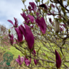 Magnolia lilliflora 'Susan', Magnolia