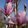 Magnolia 'Galaxy', Alm. Magnolia