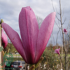 Magnolia 'Galaxy', Alm. Magnolia