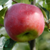 Malus dom. 'Aroma', Æble