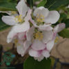 Malus dom. Holsteiner Cox', Æble